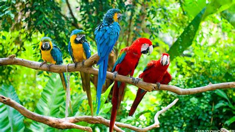 macaw parrot bird tropical  wallpapers hd desktop  mobile backgrounds