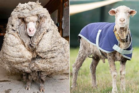 meet baarack  rogue sheep   grown  pounds  wool