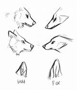 Drawing Wolf Ears Drawings Draw Ear Face Animal Reference Tips Furry Anatomy Easy Animals Sketch Simple Fox Tumblr Paintingvalley Dog sketch template