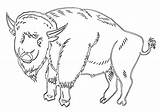 Buffalo Coloring Pages Animal Print sketch template