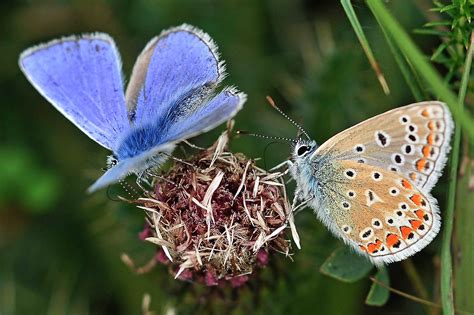 common blue dorset butterflies