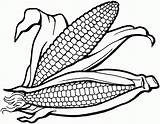 Drawing Corn Plant Crops Clip Stalk Viewing Getdrawings sketch template