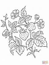 Coloring Bush Strawberry Printable Pages Plant Color Fruit Drawing Designlooter 34kb 1600px 1200 Tattoo sketch template