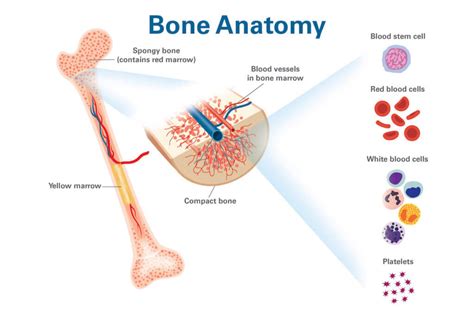 bone marrow     important dana farber cancer institute