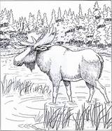 Moose Deer Burning Pyrography sketch template
