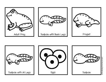 life cycle   frog sequence   kindergarten creator tpt