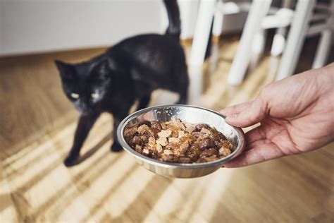 membuat makanan kucing sendiri  rumah berkeluarga