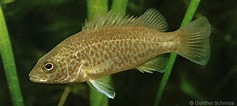Afbeeldingsresultaten voor Leiopotherapon unicolor. Grootte: 237 x 106. Bron: www.nativefish.asn.au