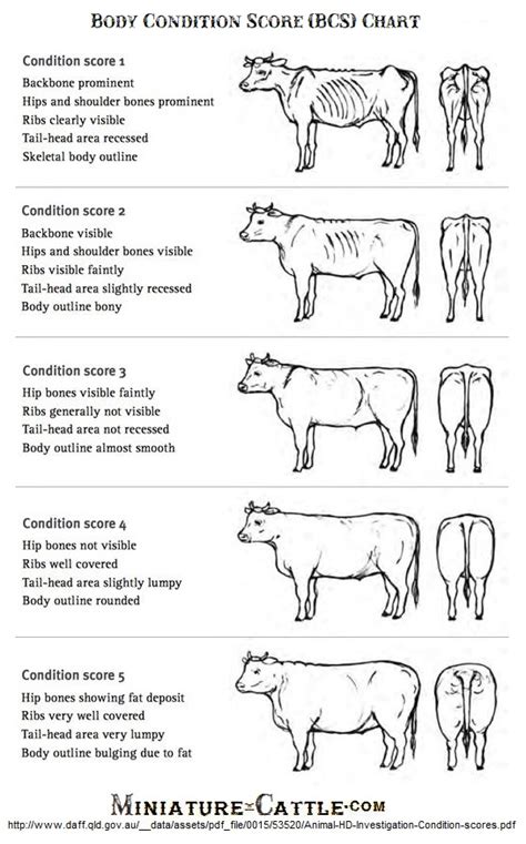 body condition score cattle   cat meme stock pictures
