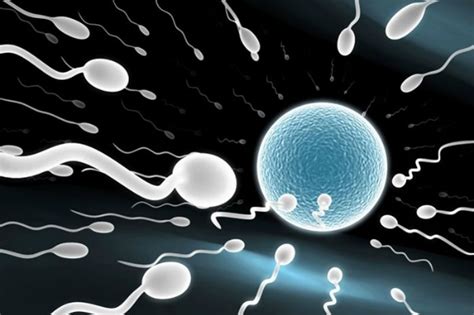 the right time when sperm and egg meet