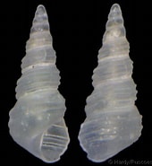 Image result for "aclis Minor". Size: 170 x 185. Source: www.gastropods.com