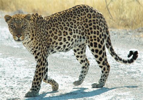 filenamibie etosha leopard editjpg wikimedia commons