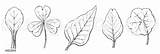 Blattformen Quagga Pflanzen Pflanzenteile sketch template