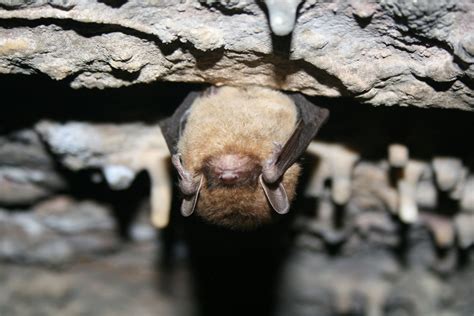 13 awesome facts about bats u s department of the interior