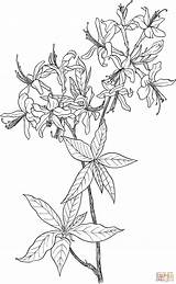 Azalea Flower Rhododendron Wild Drawing Wildflower Coloring Pages Tattoo Printable Honeysuckle Meadow Supercoloring Getdrawings Colouring Clipart Color Bible Crafts sketch template