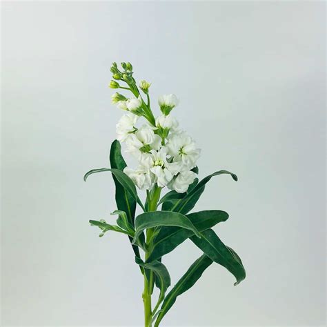 stock white wholesale bulk flowers cascade floral