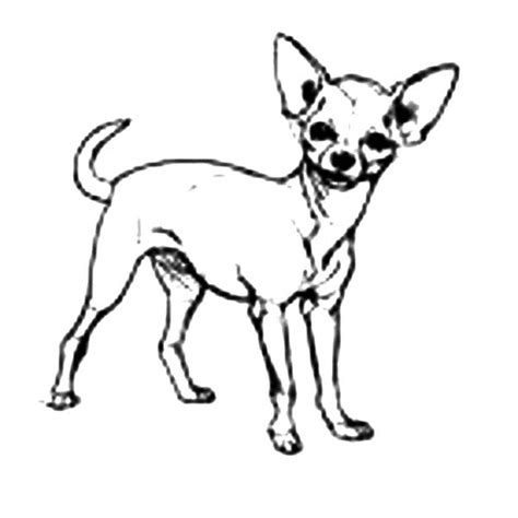 chihuahua dog cute pet coloring pages netart dog coloring page