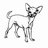 Chihuahua Coloring Pages Dog Cute Netart Pet Dogs Printable Puppy Kids Color Pets Part sketch template