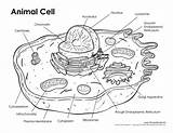 Cell Animal Labeled Biology sketch template
