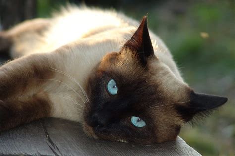 surprising facts  siamese cats  dog people  rovercom