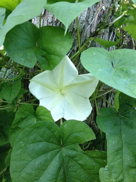 growing moonflowers thriftyfun