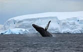 Afbeeldingsresultaten voor "coelographis Antarctica". Grootte: 166 x 104. Bron: www.chimuadventures.com
