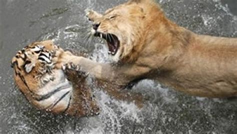 Lion Vs Tiger Ultimate Fight Lions Fighting To Death
