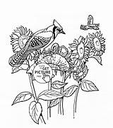 Jays Sunflower sketch template