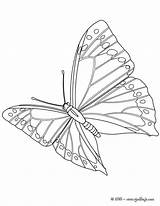 Papillon Mariposa Monarca Plein Borboleta Voando Hellokids Mariposas Borboletas sketch template