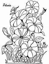Coloring Petunia Petunias Flowers Thegraphicsfairy Odrasle Bojanje Fairy Stranice Designlooter Clipartmag Bring Petunien sketch template