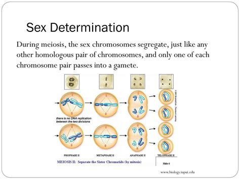 Ppt Blueprint Of Life Topic 12 Sex Linked Genes Powerpoint