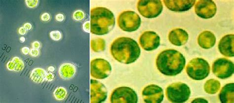 Special Report Spirulina Part 1 Origins And Biology Algae Industry