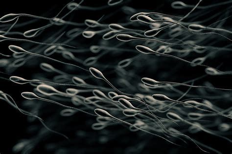 plunging sperm counts a major public health crisis nbc news