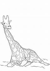 Giraffe Pianetabambini Giraffa Stampare Singolarmente Versione sketch template