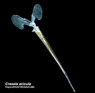 Afbeeldingsresultaten voor "creseis acicula Acicula". Grootte: 187 x 185. Bron: pelagics.myspecies.info