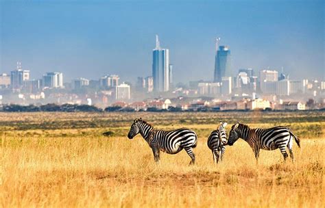 nairobi national park kenya safari destinations explore kenya