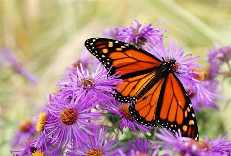 besten butterflies bilder auf pinterest insekten schmetterlinge