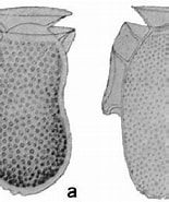 Afbeeldingsresultaten voor "dinophysis Sacculus". Grootte: 155 x 185. Bron: www.researchgate.net