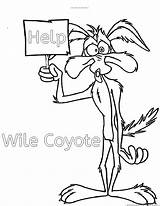 Coyote Runner Roadrunner Wile Looney Tunes Correcaminos Coloringhome Designlooter 930px 07kb sketch template