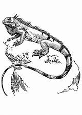 Iguana Coloring Kleurplaat Iguanas Para Dibujos Pages Imagen Tattoo Adult Lizard Drawings Colouring Visit Edupics Grote Afbeelding Large sketch template