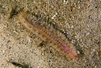 Image result for "harmothoe Aspera". Size: 148 x 100. Source: scuba.spanglers.com