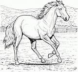 Cavalos sketch template