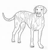Coloring Pages Doberman Dog Labrador Lab Mastiff Getdrawings Drawing Printable Getcolorings Retriever sketch template