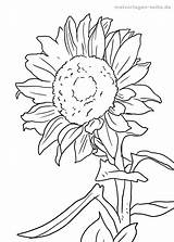 Sonnenblume Malvorlage Malvorlagen Sonnenblumen Ausmalbilder Ausdrucken Malen Pflanzen Ausmalbild Girasol Seite Sunflowers öffnen Besuchen Schablonen Jelitaf Paginas sketch template