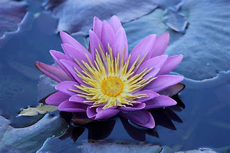 Day Trips International Waterlily Collection San Angelo Texas