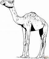 Dromedary Dromadaire Dromedario Camels Zum Kamel Kamele Caravan Malvorlage Afrika Afrikanische Supercoloring sketch template