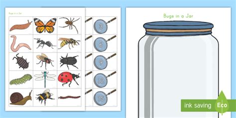 bugs   jar counting activity teacher