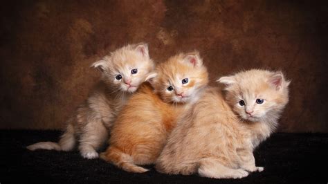 cute brown cats  sitting  floor  brown background hd kitten