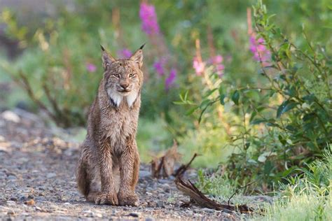 Wildfires Have Drastically Reduced Lynx Habitat In Washington State