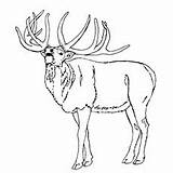 Elk Antlers Getdrawings Drawing sketch template